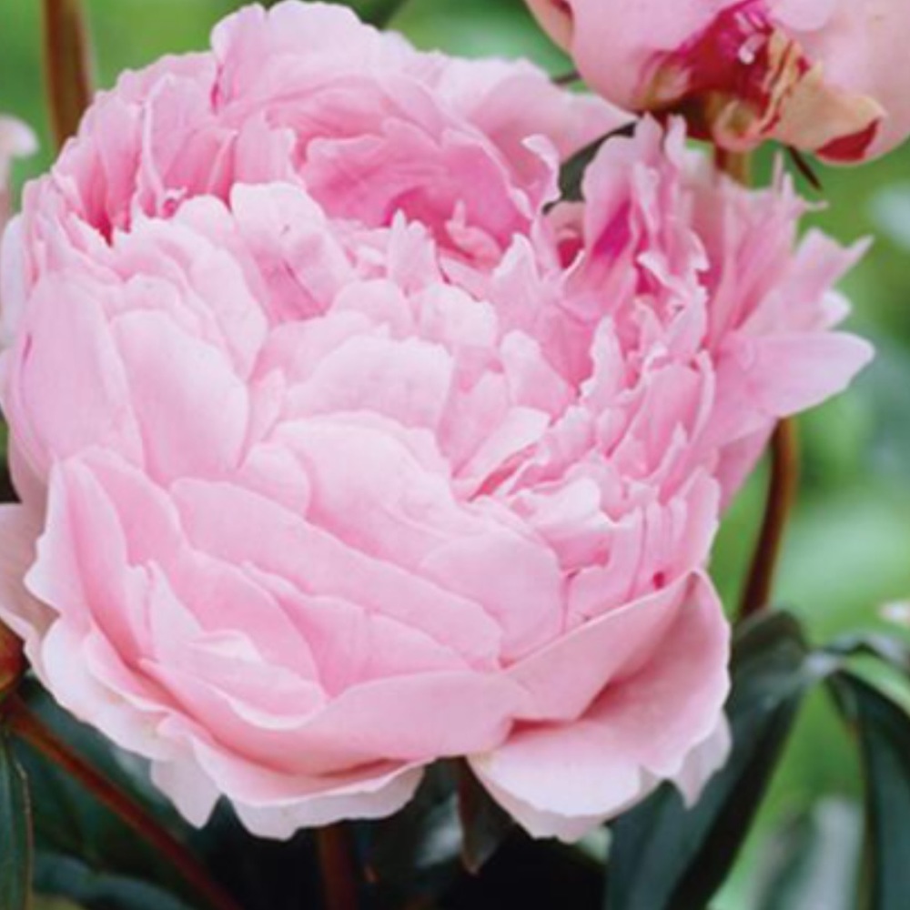 Meet your Posher, Alpana